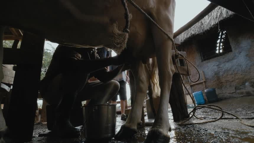 A man milking a cow into a metal pail