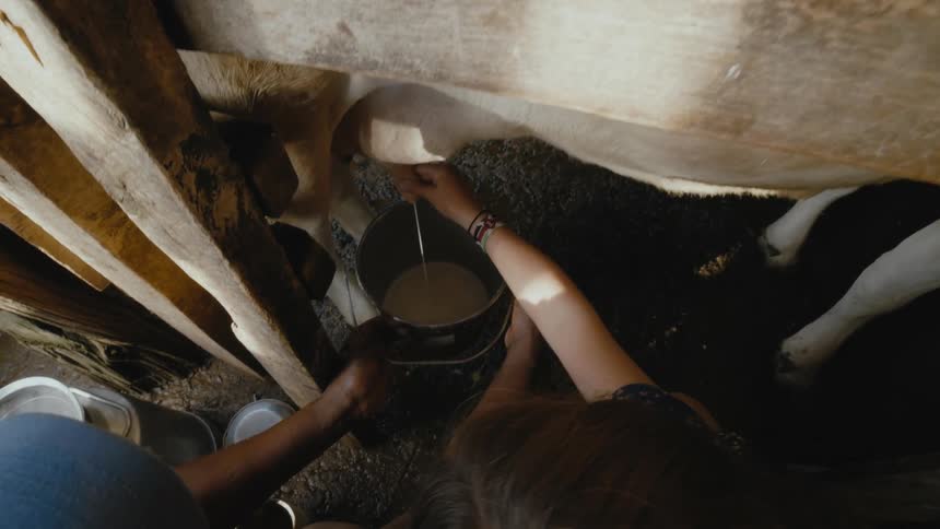 Young girl milking a cow with the help of a man that is on her side holding the bucket