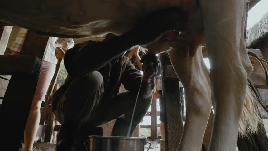 Man milking a cow into a metal bucket while a woman a boy and a girl are standing behind him watching it