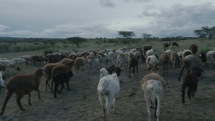 Large herd of goats walking on a pasture towards the horizon in the countryside