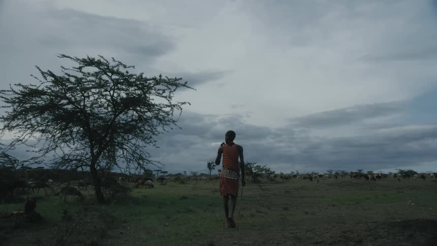 African male shepherd with orange traditional outfit walks up to herd in the field at dusk