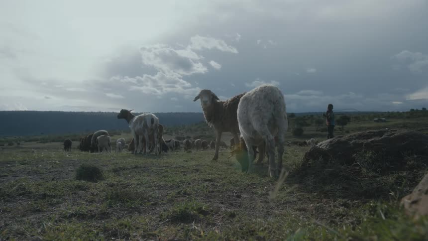 Two people stand watch as a herd of sheep and goats graze