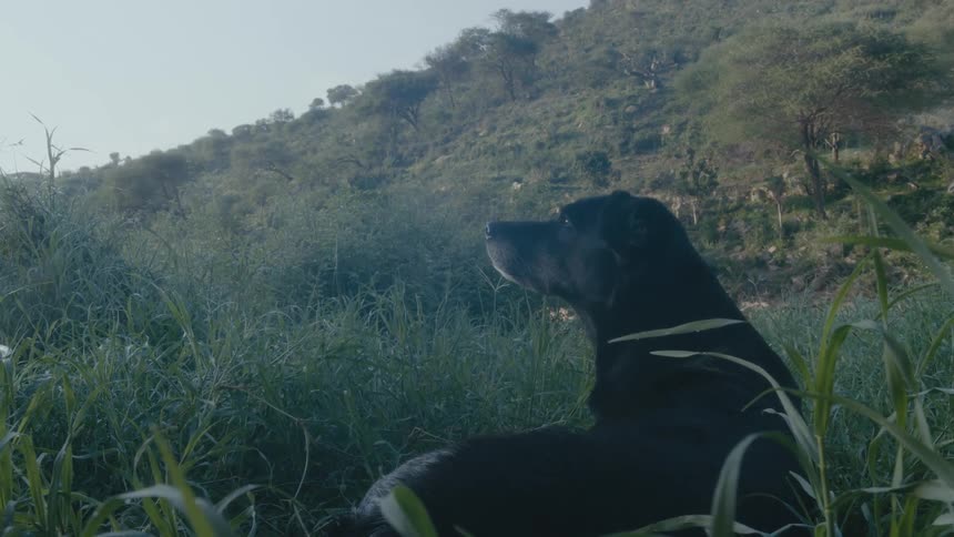 A dog is sitting in the grass