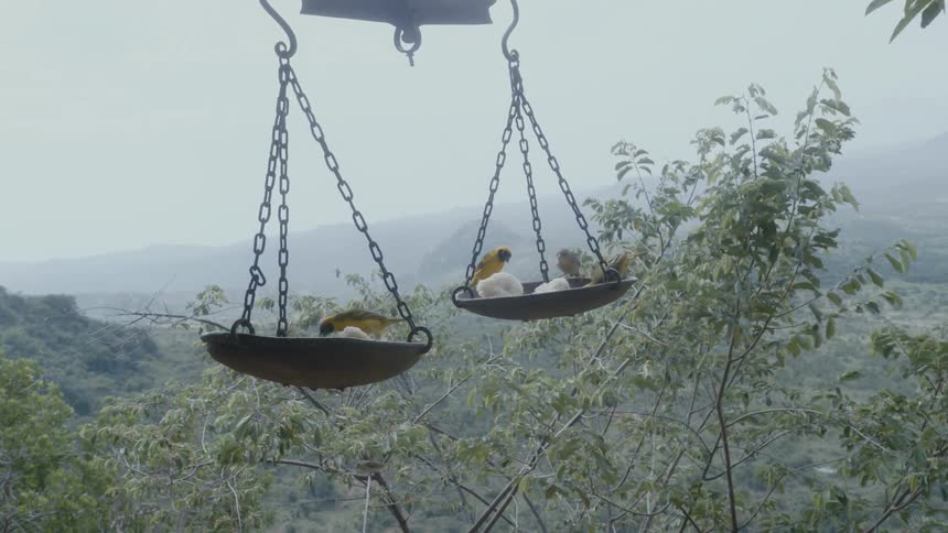 Birds eat from scales swinging in breeze with woods and fog covered mountains in the background