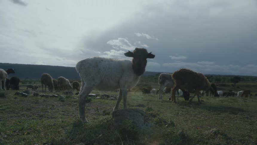 Farm animals eat grass and graze in a field