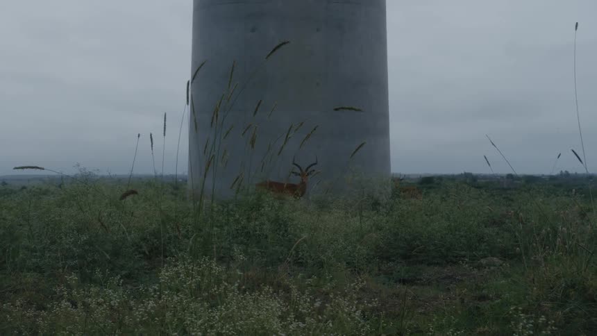 Deer stands in front of a cement silo in a grassy field