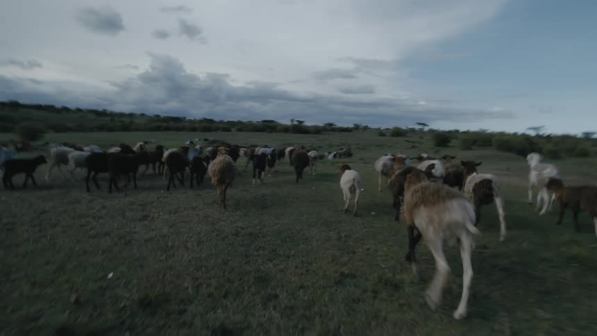 Herd of goats running in a pasture towards the horizon in the countryside