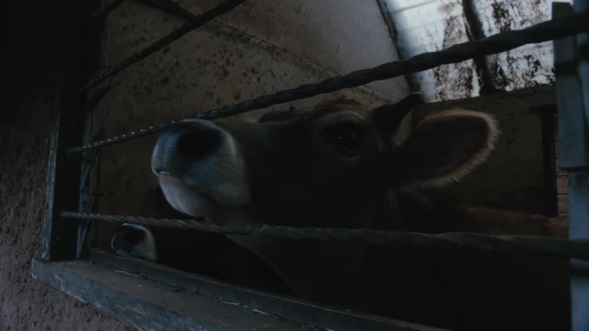 Cattle stand inside a barn while sniffing through a wired window