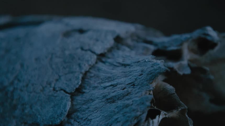 Close up of driftwood