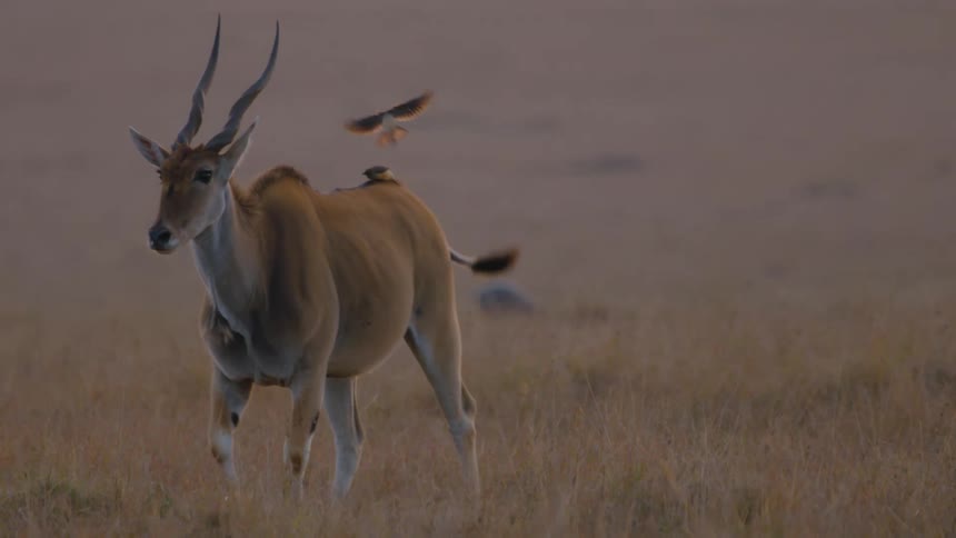 Birds land on an antelope as it walks through a field