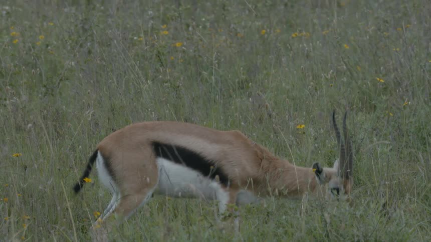 A gazelle standing in a grassy field in nature