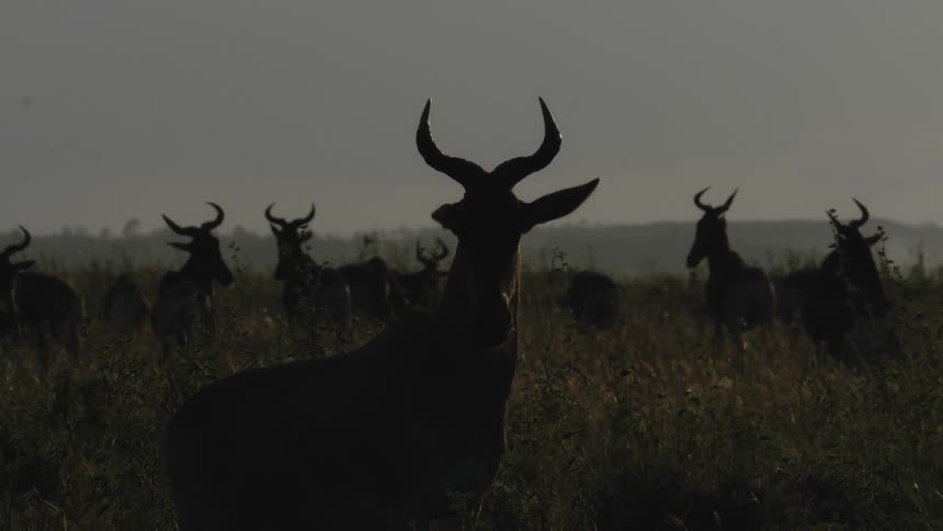 Antelope stand together in the grass