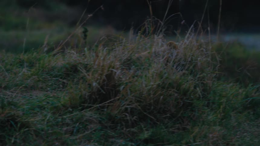 Lion cubs play around while lioness lying on ground in grassy field