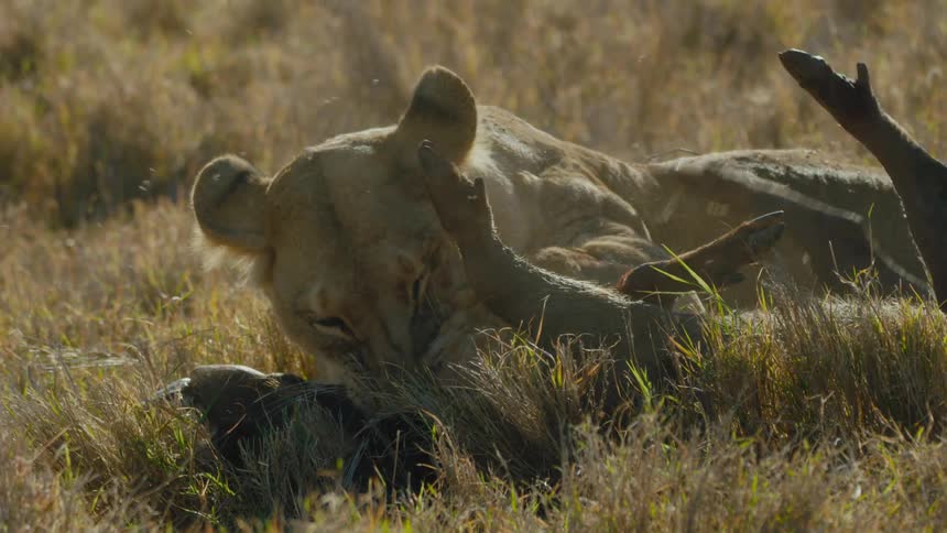 A lion is hunting its prey in the wilderness