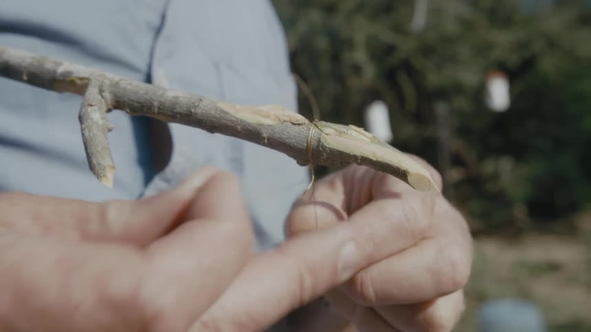 Close up of a man tying a brass twine around a cut branch outdoors