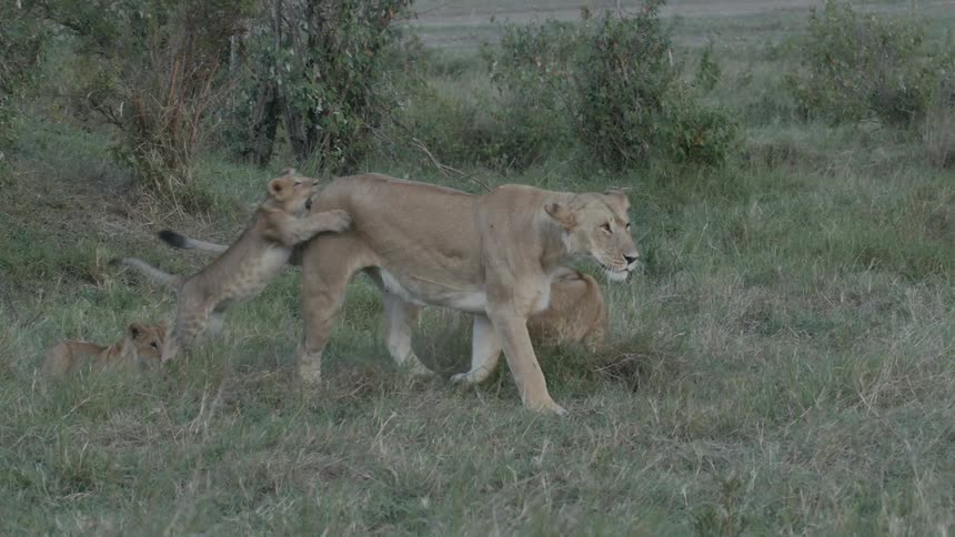 Walking lioness interacts with cubs one of which pounces on her from behind