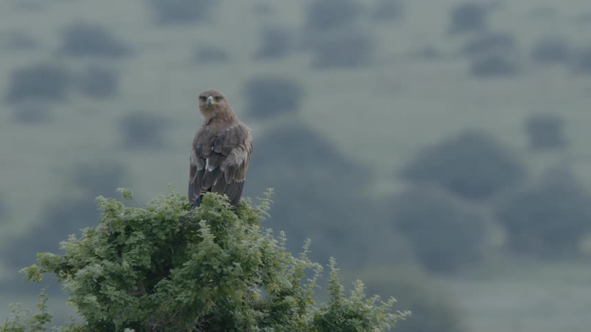 A bird is sitting in a tree during the spring time