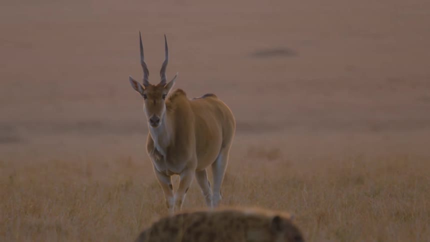 African antelope with long horns walking near a hyena on the african savannah