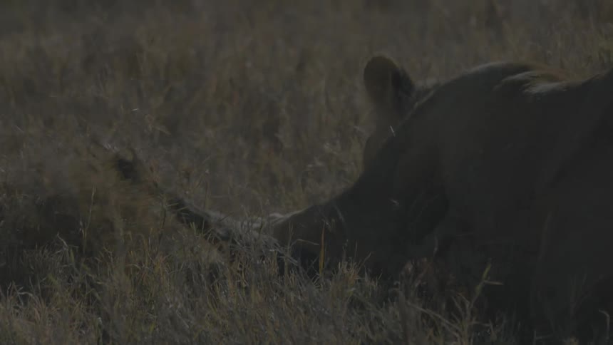 A lion is attacking an animal on the ground