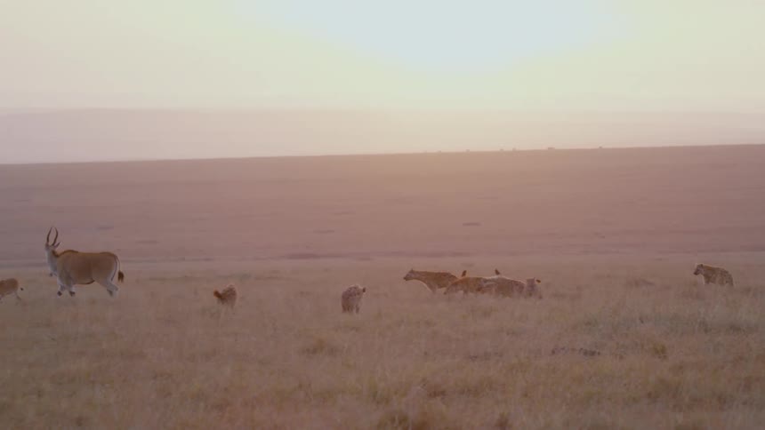 Hyenas chase several animals with long horns in a grassy field