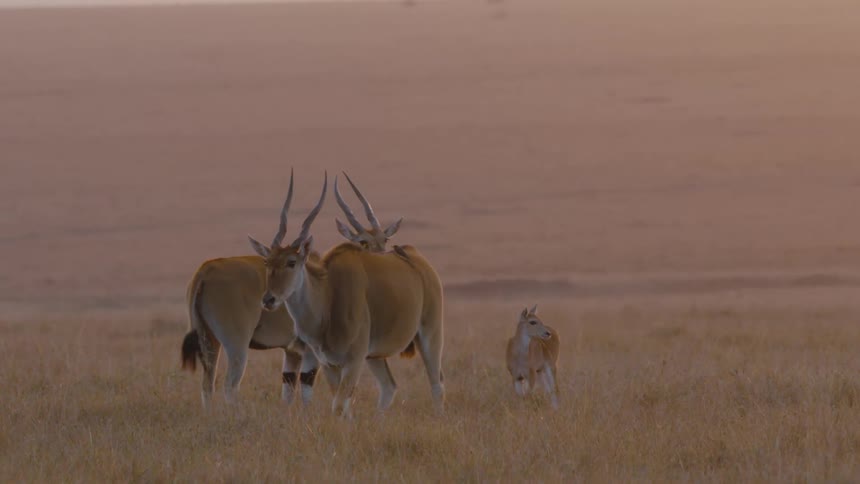 Young herd animal stands with adult on savanna as a second adult moves away
