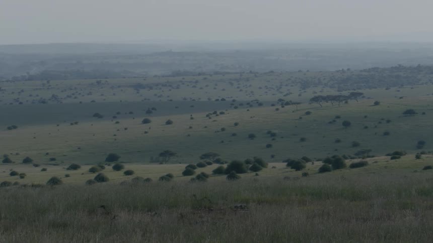 Shrubs and grass growing on the savanna
