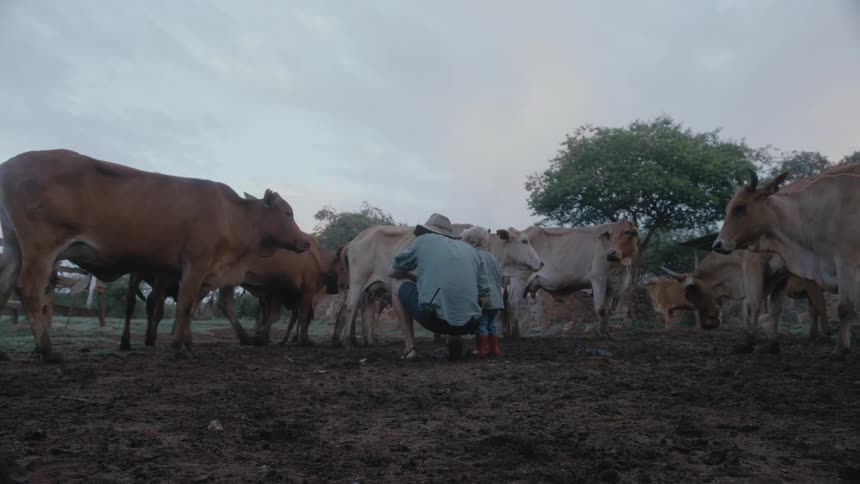 A man squatting next to his young son pointing and talking to him about the cows