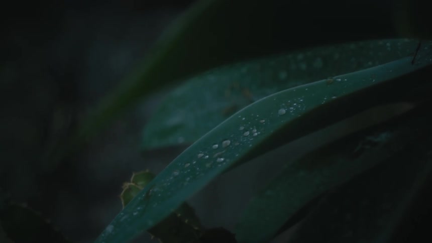 Rain falling on a green leaf in nature