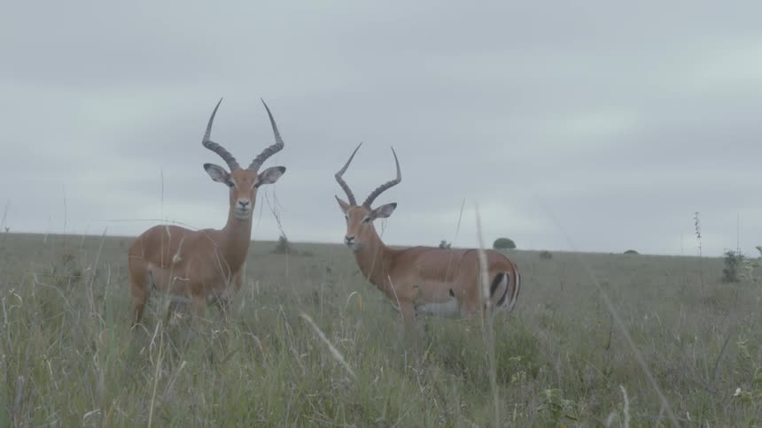 Two mammals are standing in a grassland area