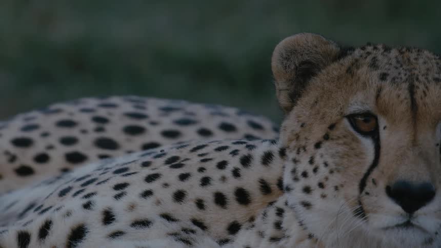 A cheetah blinks and shakes its head as flies walk on its face