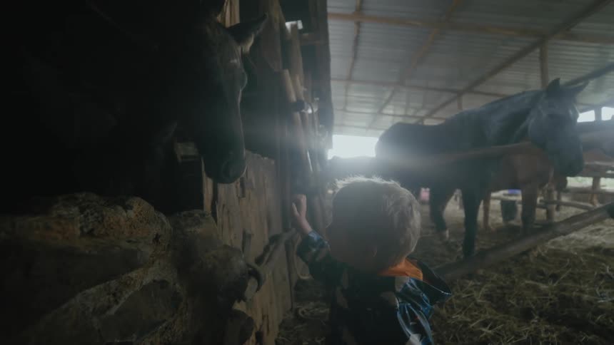 Boy enters a stable to playfully touch a foal surrounded by horses