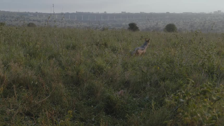 A hyena runs past bones in a field