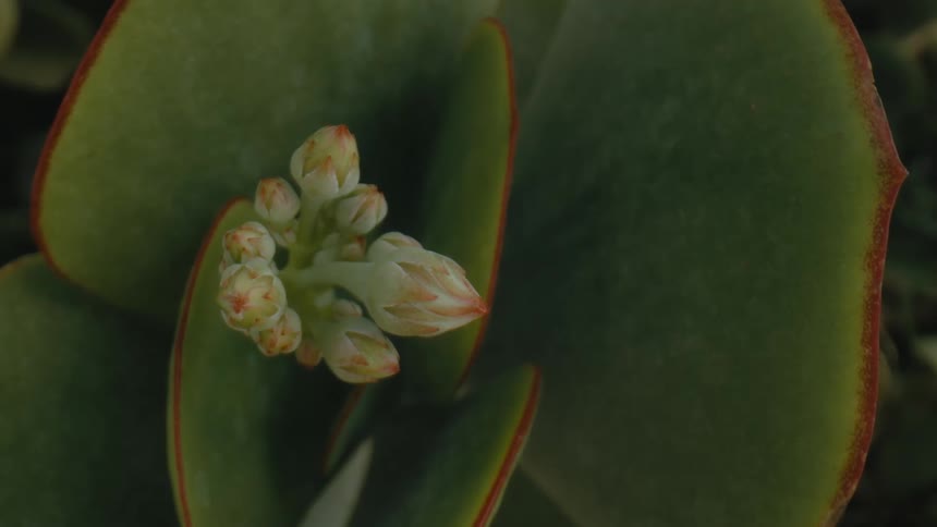 Close up of flower buds growing between the green broad leafs of a tropical plant