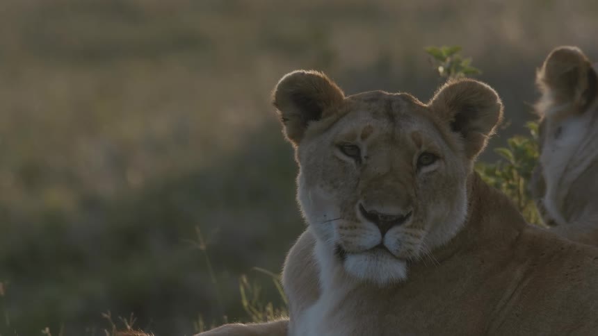 A lion twitches her ear as bugs fly around her head while she lies in the grass