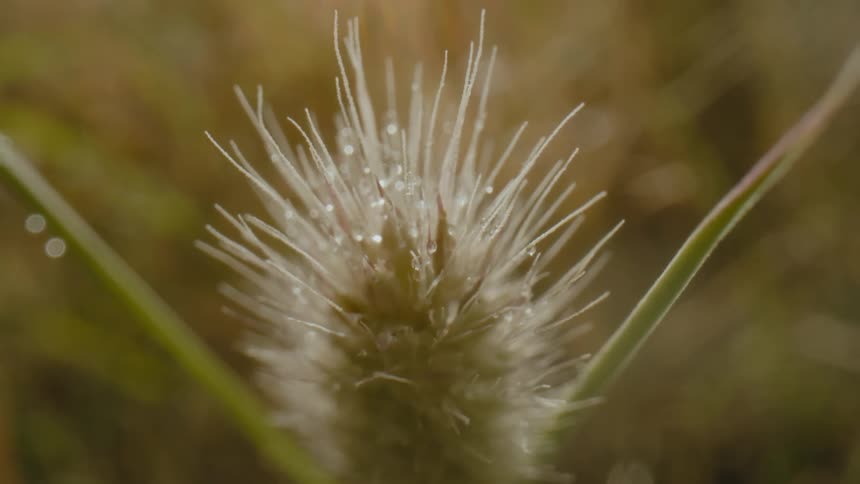 A spiky plant growing outside