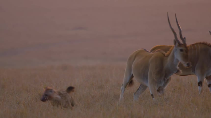 An antelope chases after a hyena in a field