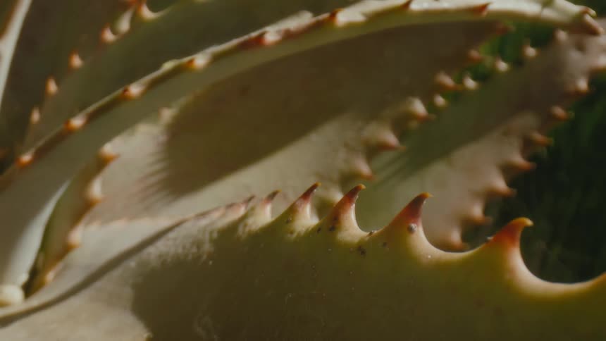 A succulent with jagged leaf edges