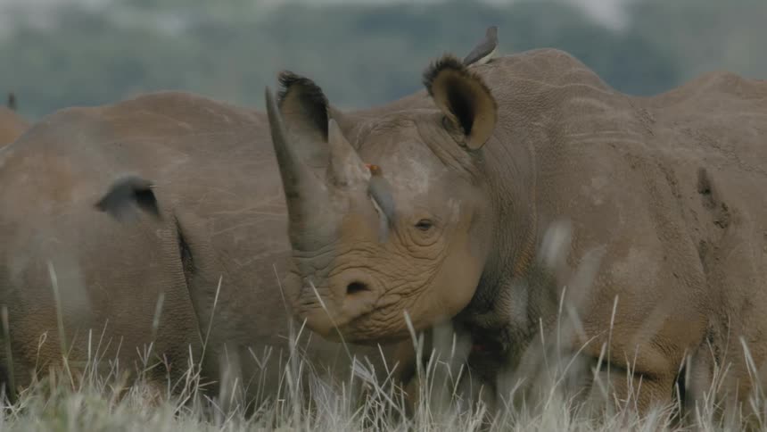 Birds are flying all over the rhino