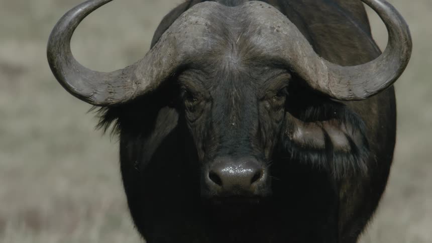 Black ox swishes his tail while standing in a field