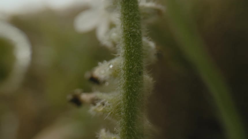 The green stalk is full of fuzz