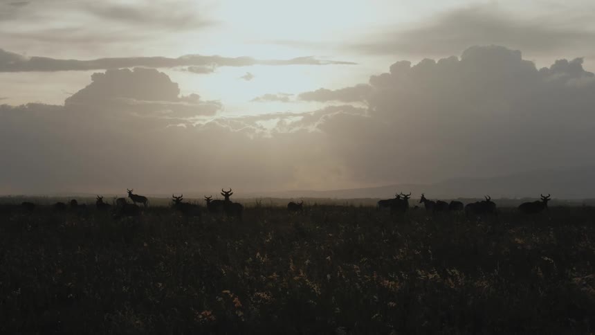 The silhouette of antelope standing and playing in the grass