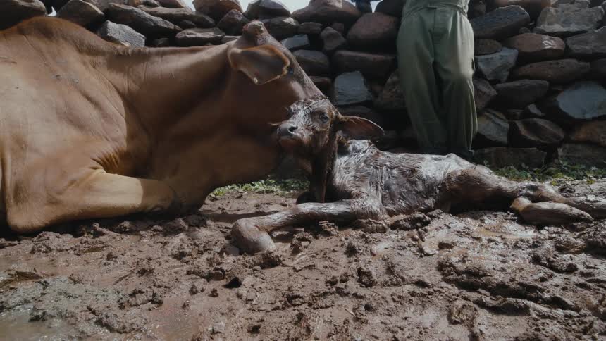 Cattle is laying in the mud at a farm