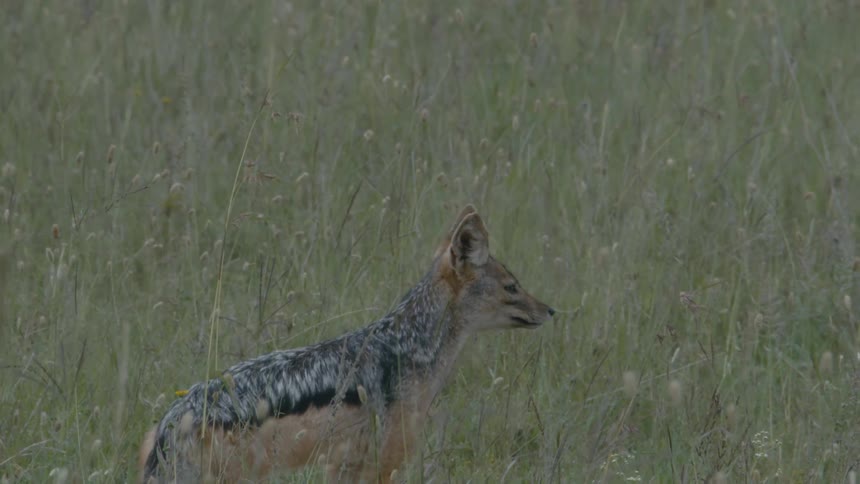 Canine with bushy tail barks then trots through meadow