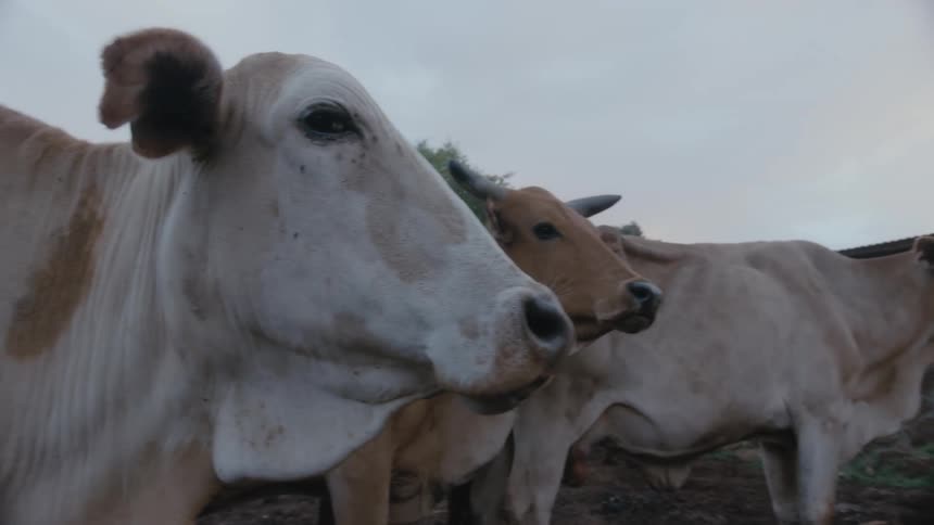 Father wearing cowboy hat and shirt crouches beside blonde son with jacket among brown cows