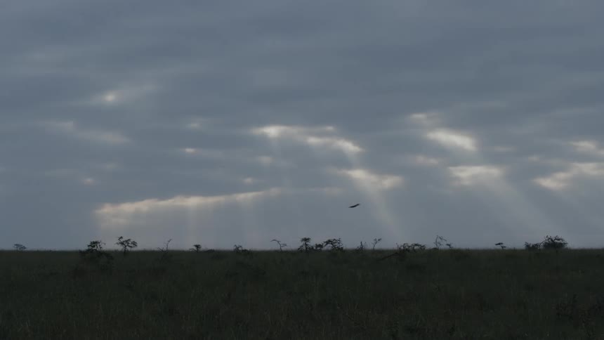 Sun rays shine through the clouds as a bird flies across a field