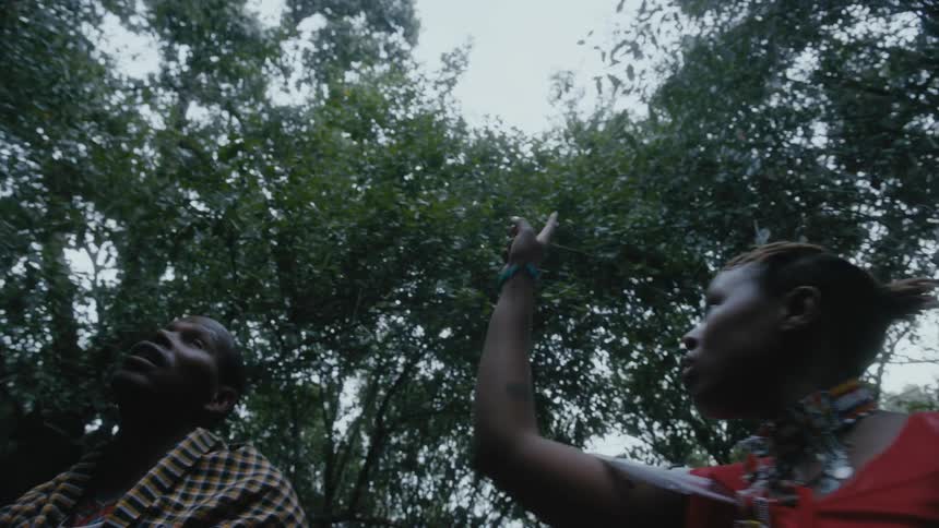 A woman in a forest points at a tree and a man uses a long branch to try and reach something