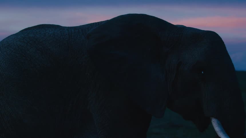 An elephant in a field in nature at sunset