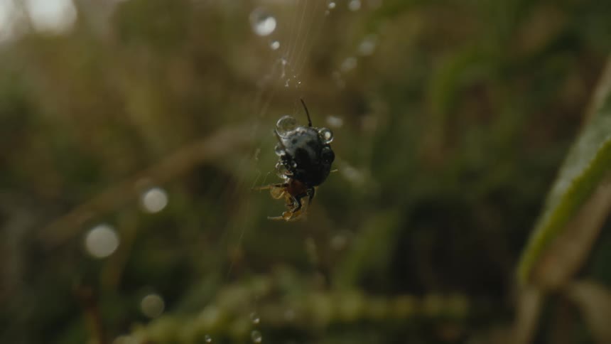 Water droplets are in a spider web and the spider is moving in the breeze as it clings to the web