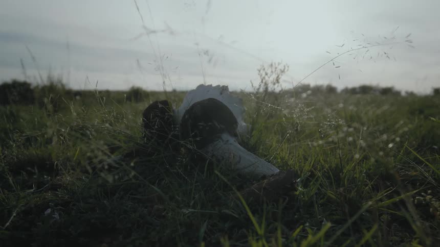 A breeze blowing through grass in a field