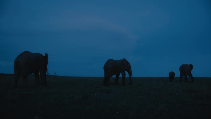 Elephants walk across the field